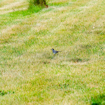 Bergeronnette grise (Motacilla alba) &agrave; la silhouette &eacute;lanc&eacute;e, plumage noir et blanc nuanc&eacute; de gris argent&eacute;, longue queue et t&ecirc;te dress&eacute;e &agrave; la recherche d'insectes sur une pelouse