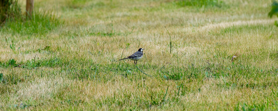 Motacilla alba - Bergeronnette grise, oiseau gracieux au plumage gris-noir et blanc, calotte, gorge et poitrine noir, ventre blanc &agrave; l'aff&ucirc;t de nourriture sur une pelouse 