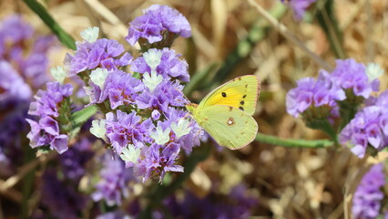 Butterfly on a purple flower in the garden. Close up. © Viktor