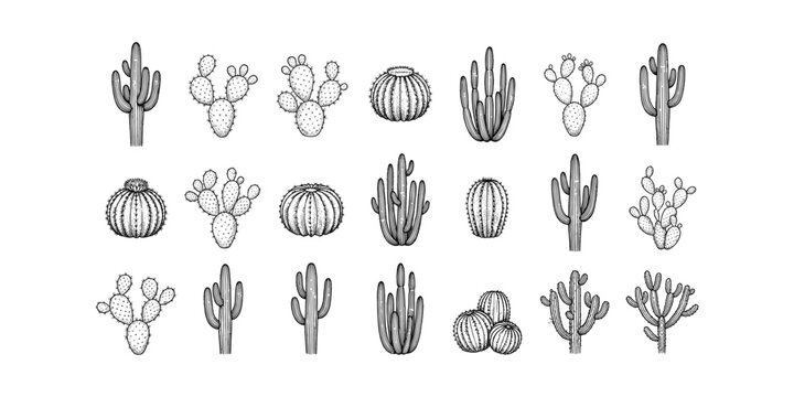 Collection of various succulent and cactus plant species in line art style