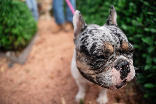 Close up of french bulldog on leash walking in garden