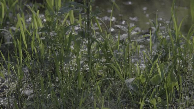 Lush marshland vegetation featuring aquatic plants, blooming flowers, and trees in the serene natural reserve known as Le Foppe Oasis.