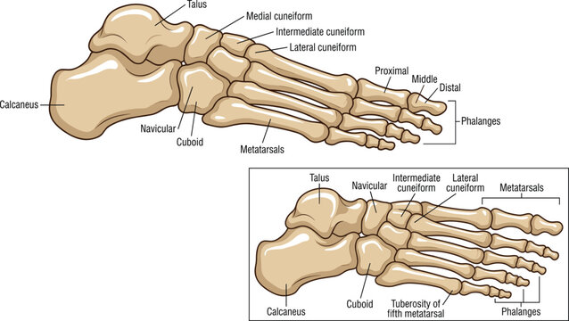 Anatomy chart of the human foot skeleton from lateral and medial views with text labels pointing to tarsals metatarsals and phalanges bones isolated on plain white background
