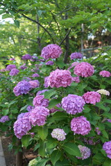 Obraz premium pink hydrangeas