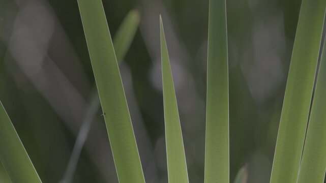 Lush marshland vegetation featuring aquatic plants, blooming flowers, and trees in the serene natural reserve known as Le Foppe Oasis.