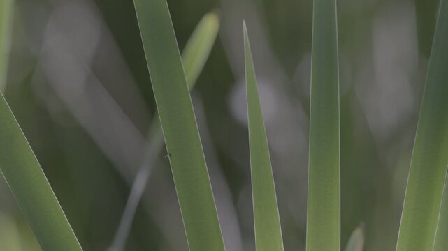 Lush marshland vegetation featuring aquatic plants, blooming flowers, and trees in the serene natural reserve known as Le Foppe Oasis.