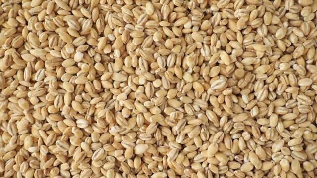Rotating pearl barley grain for food background