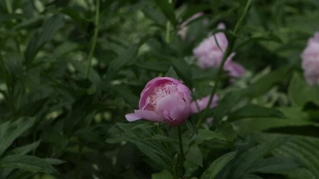 peony flowers bud green summer natural background