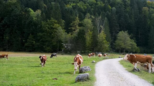 Brown cow herd and livestock graze grass at green forest meadow as peaceful rural