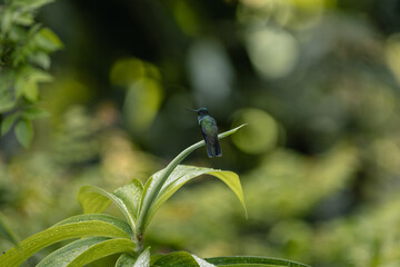 Obraz premium Hummingbird perched on green plant leaf with natural bokeh