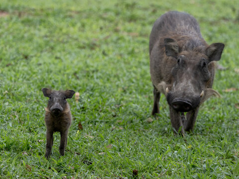 Warthog Family uganda safari wild africa kenya tanzania