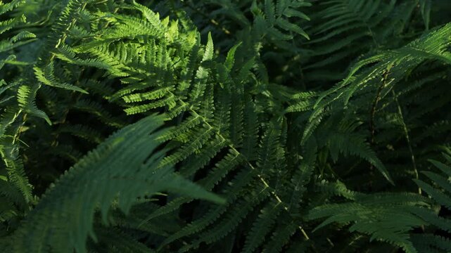 green fern in the forest