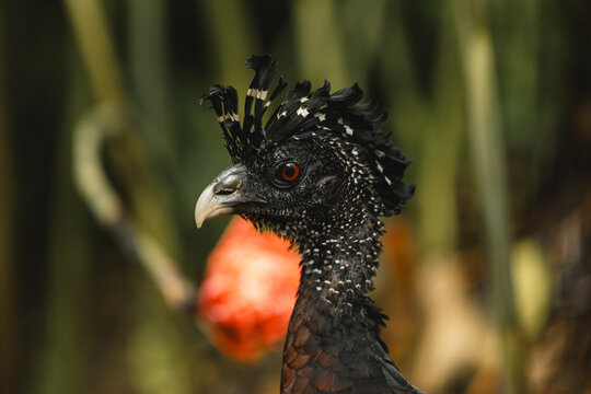Great curassow crax rubra close-up wildlife portrait