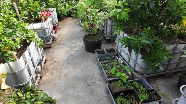 Greenhouse Walkthrough with Citrus Trees, Cucumbers and Fig Trees &ndash; Realistic Garden Footage