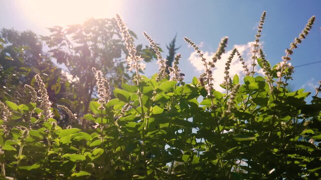 Bees