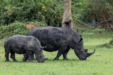 Rhino rhinoceros uganda africa kenya tanzania safari mom and baby wild © James