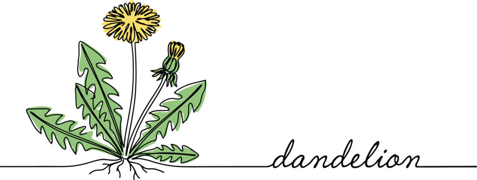 Continuous one line drawing of yellow dandelion flower plant with green leaves roots and handwritten script typography text minimalist botanical vector banner