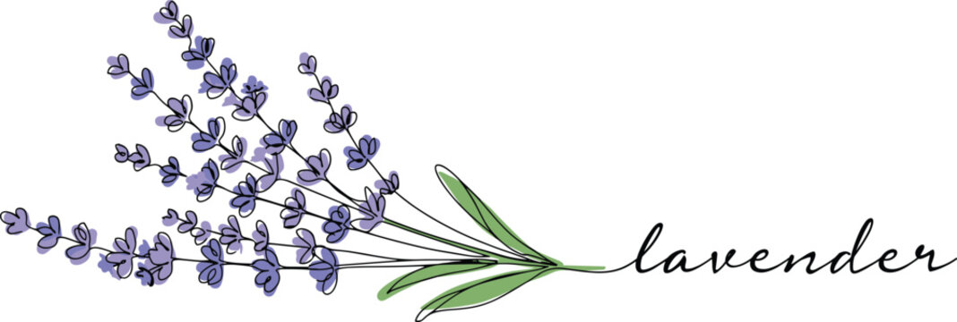 Continuous one line drawing of lavender flower bouquet with purple blossoms and handwritten script typography text minimalist botanical vector banner illustration