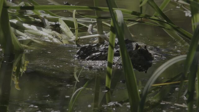 Mating Frogs Beneath Aquatic Plants in Wetland Vegetation at Le Foppe Nature Oasis