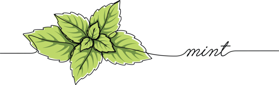 Continuous one line drawing of fresh green mint leaves with handwritten calligraphy script typography text minimalist botanical herb vector banner illustration