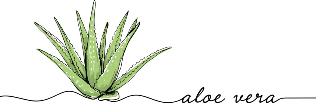 Continuous one line drawing of green aloe vera plant with handwritten script typography text minimalist cosmetic medical botanical vector banner illustration