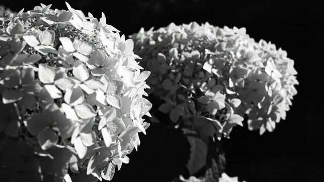 Black and white close up of two hydrangea flower blooms in bright sunlight against a dark background.