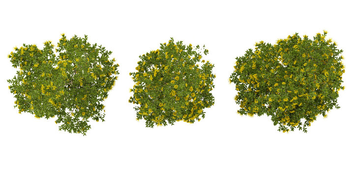 Collection of Xanthostemon plants on transparent background from the top view
