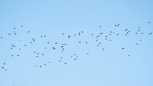 Flock of Crows in Flight Against Blue Sky