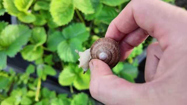 Garden snail held in hand with strawberry plants in the background. Realistic home gardening scene showing a common strawberry pest.