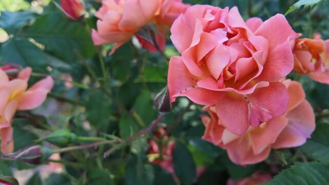 Beautiful Orange Rose Blossom with Lush Green Background