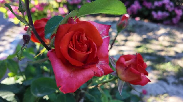Single Red Rose Swaying Gently in the Garden