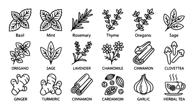 Herbs and spices natural wellness outline icon set vector illustration