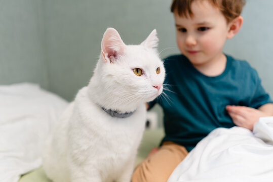 Boy holding white cat on bed sharing warm love and bonding between kid and feline companion. Child touching pet with affection displaying tender trust and closeness in cozy bedroom setting