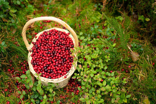 A woven basket filled with ripe cranberries set against a backdrop of forest greenery emphasizing the natural and organic harvest.