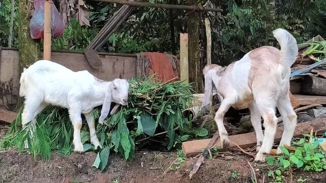 two goats eating grass
