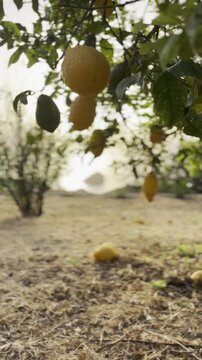 Vertical slow-motion footage of a citron tree heavy with large ripe golden fruit on a sun-baked hillside orchard overlooking the Mediterranean Sea on Salina Island, Aeolian Archipelago, Sicily, Italy
