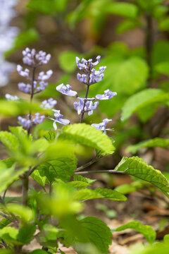 Close up of a Zulu spurflower (plectranthus zuluensis) in bloom