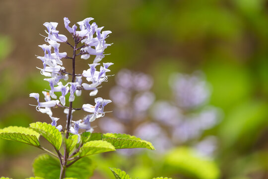 Close up of a Zulu spurflower (plectranthus zuluensis) in bloom