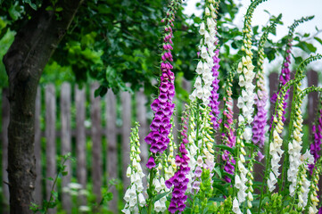 Obraz premium Common foxglove (Digitalis purpurea) blooming in a cottage garden. Tall spikes of purple and white bell-shaped flowers creating a colorful summer display, ornamental plant in natural outdoor setting