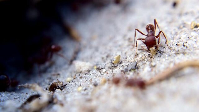 Harvester Ants Working and Gathering Food
