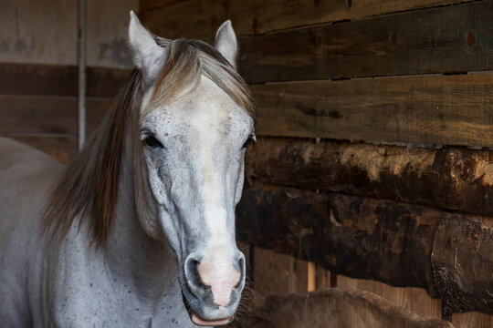 Serene horse standing in rustic wooden stable