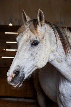 Close-up of horse in cozy stable
