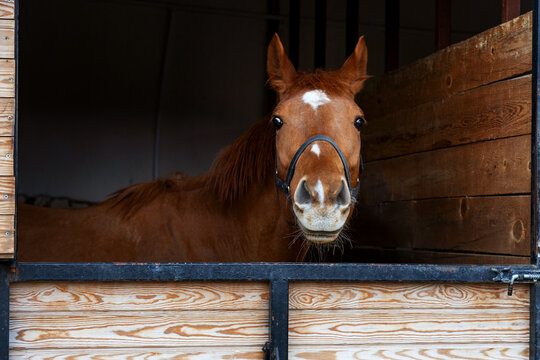 Chestnut horse peeking out of wooden stable door