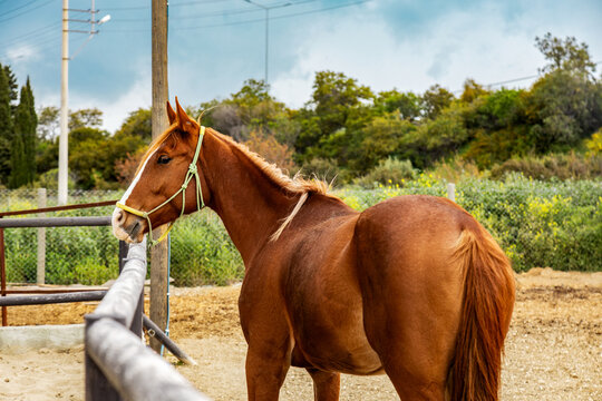 Brown horse standing in outdoor paddock fencing