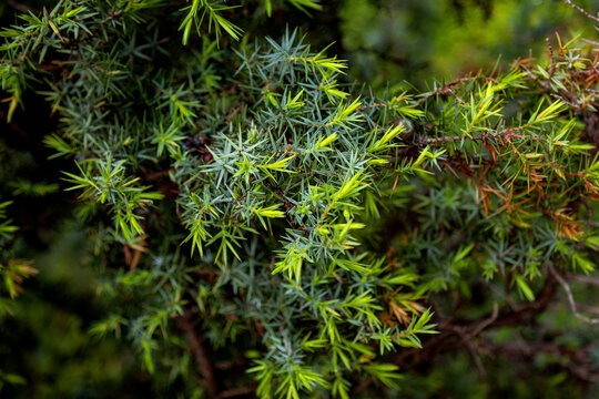 Spring evergreen branch close-up with fresh green needles