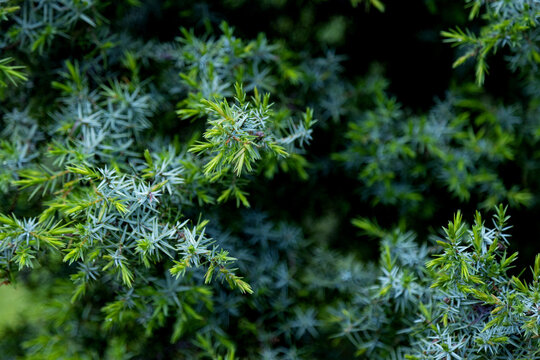 Close-up of fresh green conifer foliage in spring light