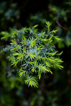 Spring evergreen foliage close-up with soft forest bokeh