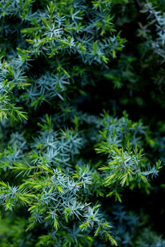 Lush spring foliage texture with fresh green needles