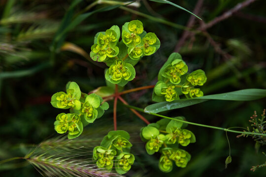 Wild spring flower in grass with fresh green bloom closeup