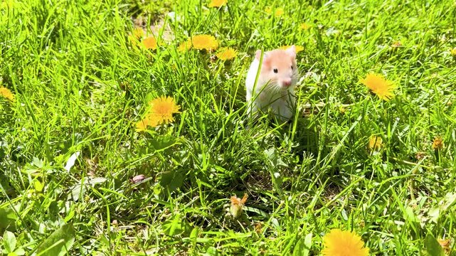 Golden Hamster walking on the grass field. Beautiful beige hamster on the lawn